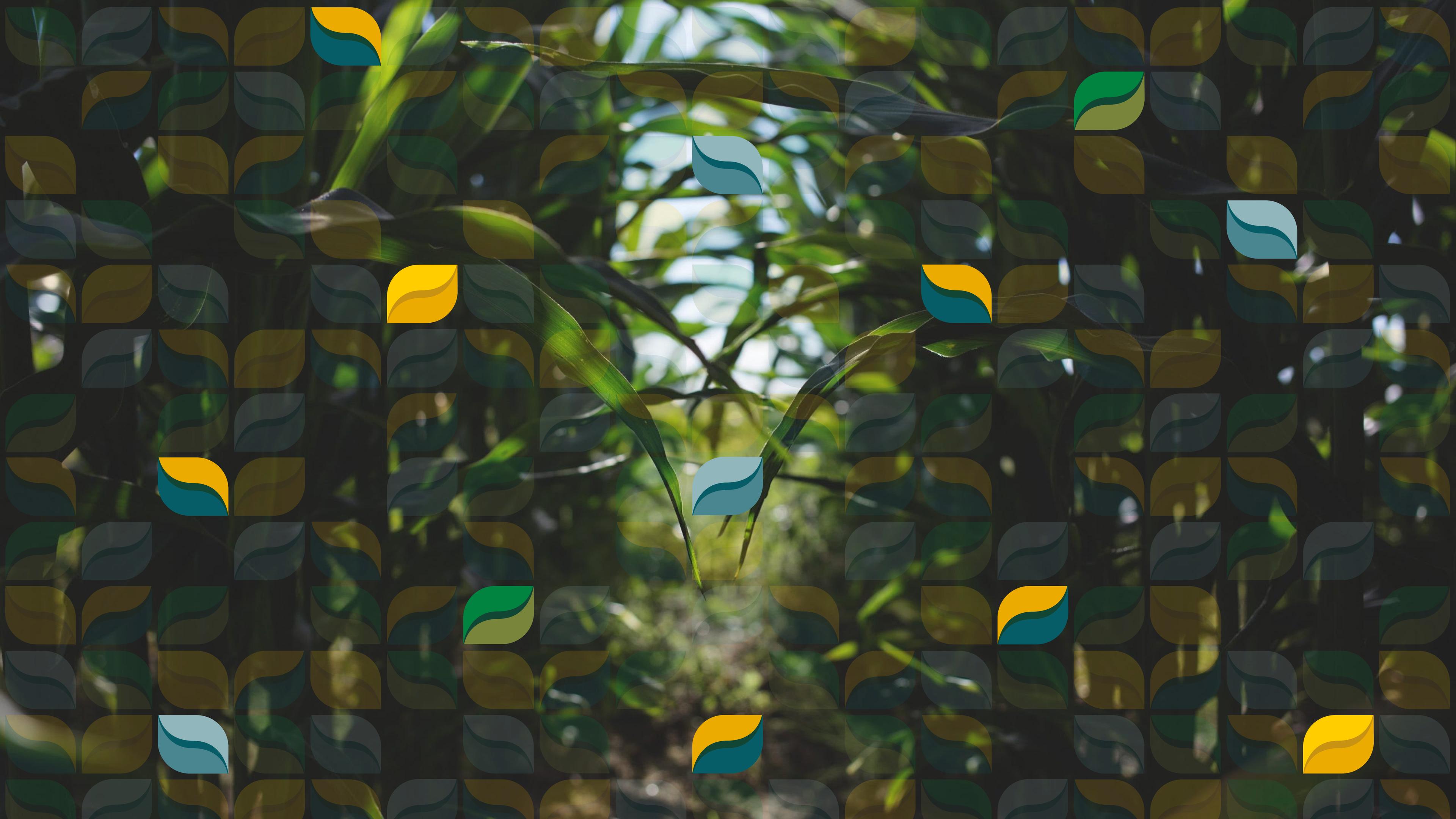 Splash background image